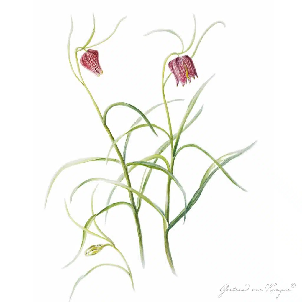 Botanical art -Botanische kunst Gertruud van Kempen