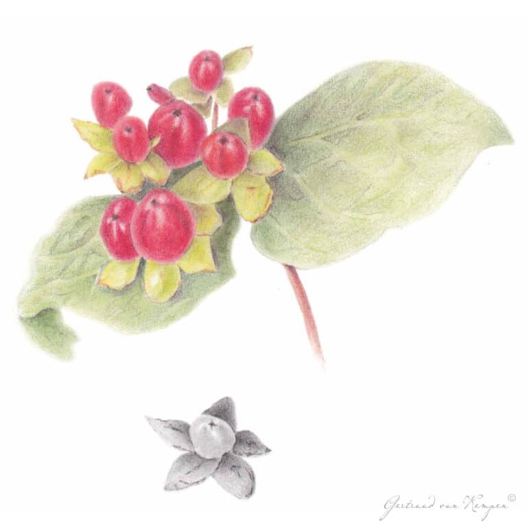 Botanical art -Botanische kunst Gertruud van Kempen