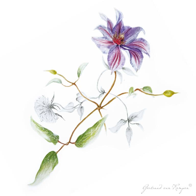 Botanical art -Botanische kunst Gertruud van Kempen