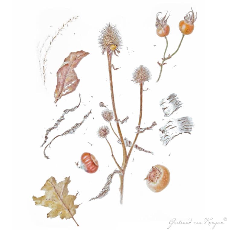 Botanical art -Botanische kunst Gertruud van Kempen