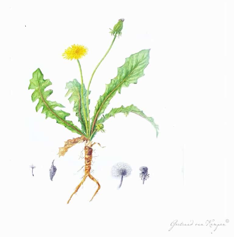 Botanical art -Botanische kunst Gertruud van Kempen