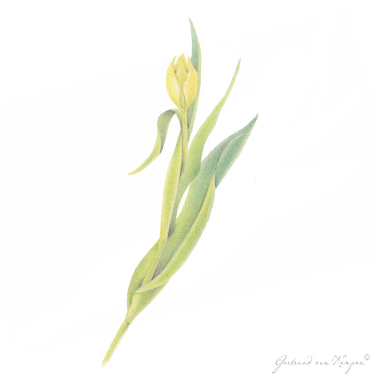 Botanical art -Botanische kunst Gertruud van Kempen