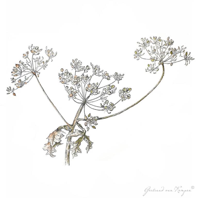 Botanical art -Botanische kunst Gertruud van Kempen