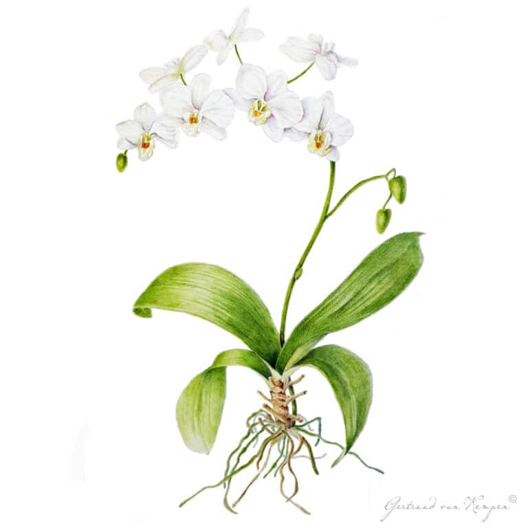 Botanical art -Botanische kunst Gertruud van Kempen