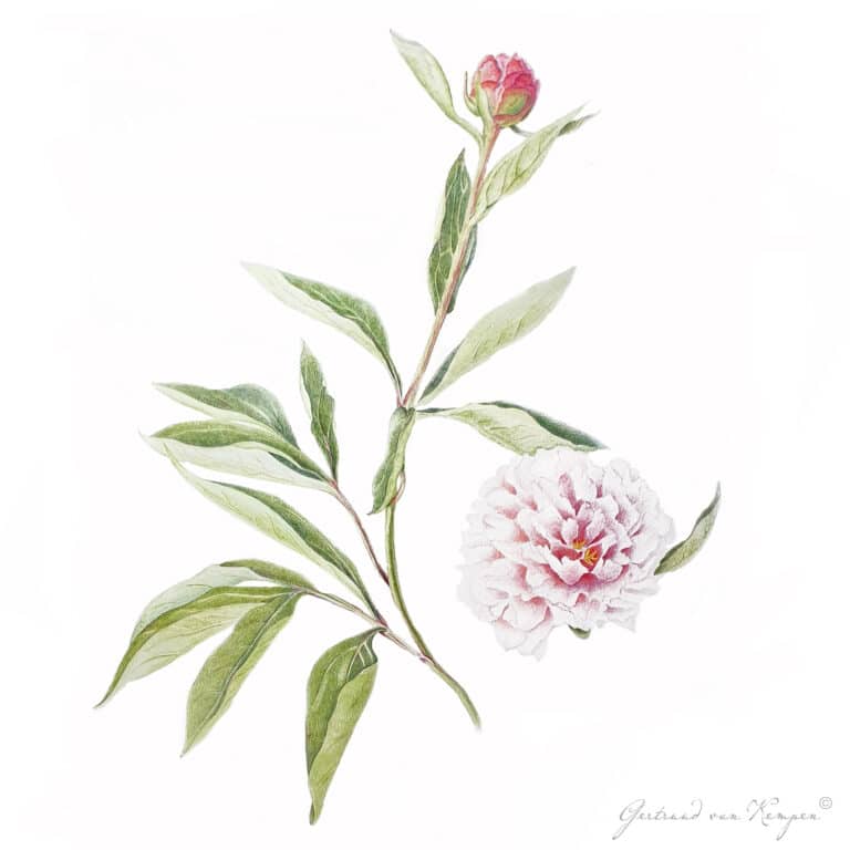 Botanical art -Botanische kunst Gertruud van Kempen