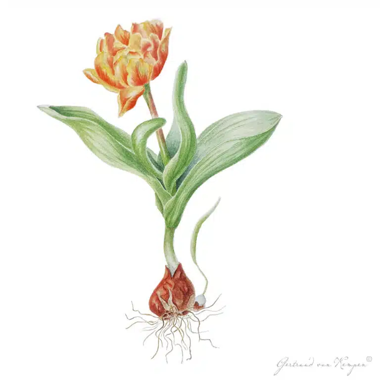 Botanical art -Botanische kunst Gertruud van Kempen