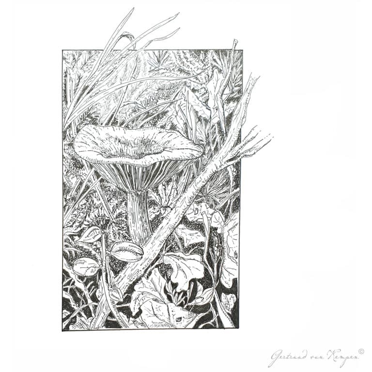 Botanical art- Botanische kunst Gertruud van Kempen