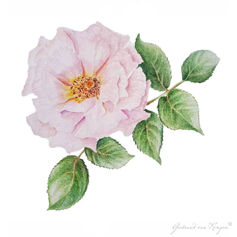 Botanical art- Botanische kunst Gertruud van Kempen